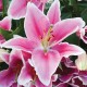 Gerbera and Asiatic lily Bouquet in a vase