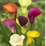 Calla Lily Bouquet