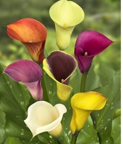 Calla Lily Bouquet