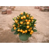 Chinese New Year plants (Mini Size)