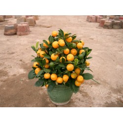 Chinese New Year plants (Mini Size)
